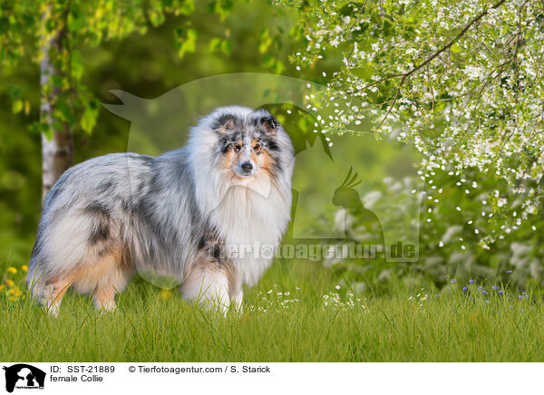 female Collie / SST-21889