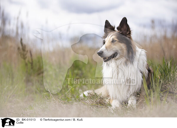 Collie / BK-01013