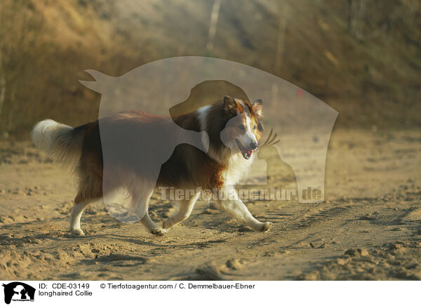 longhaired Collie / CDE-03149