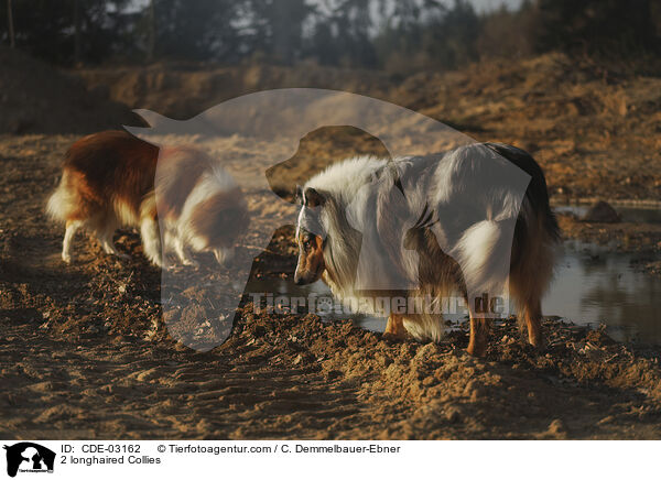 2 longhaired Collies / CDE-03162