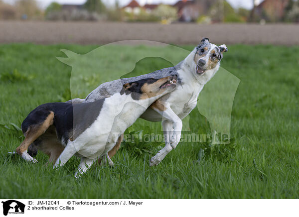 2 shorthaired Collies / JM-12041