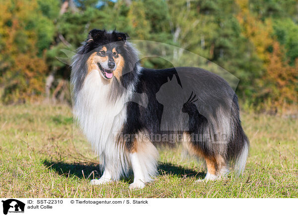 adult Collie / SST-22310