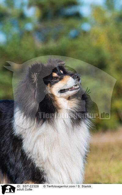 adult Collie / SST-22328