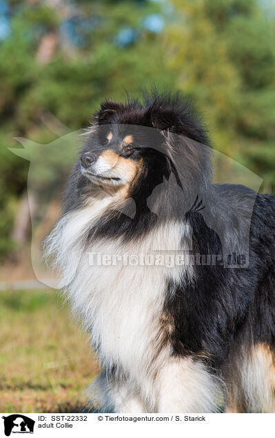 adult Collie / SST-22332