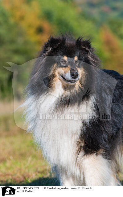 adult Collie / SST-22333