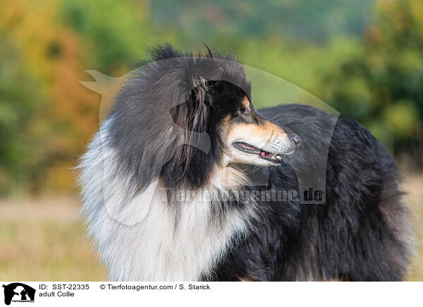 adult Collie / SST-22335