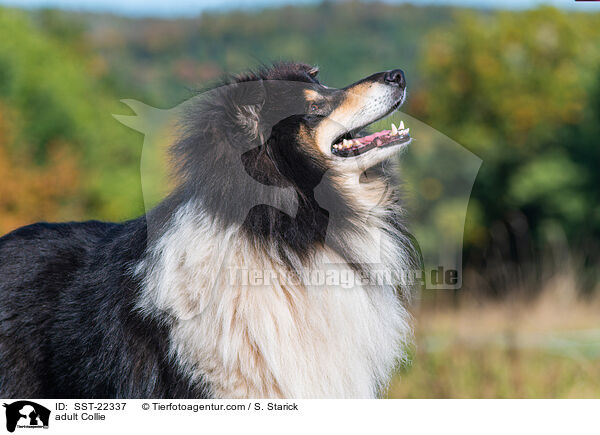 adult Collie / SST-22337