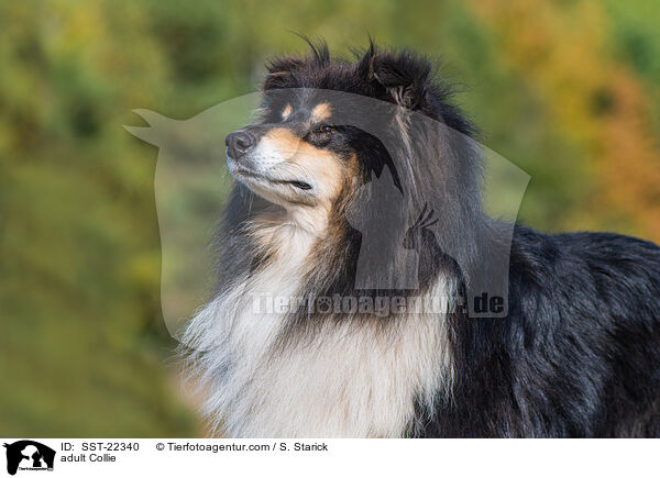 adult Collie / SST-22340