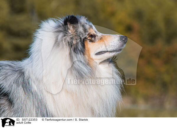 adult Collie / SST-22353
