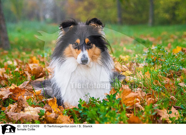 female Collie / SST-22409