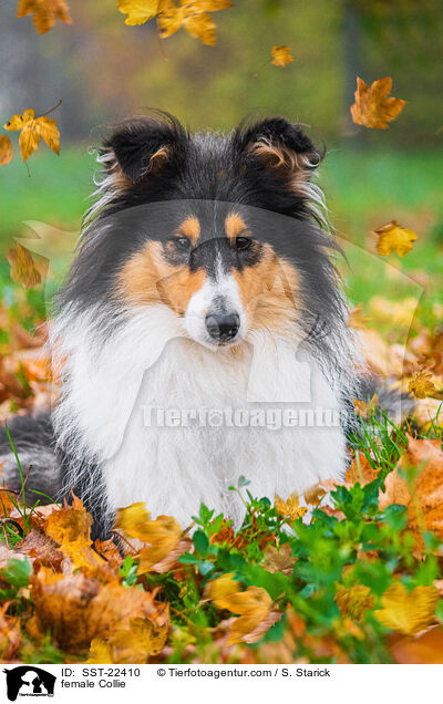 female Collie / SST-22410