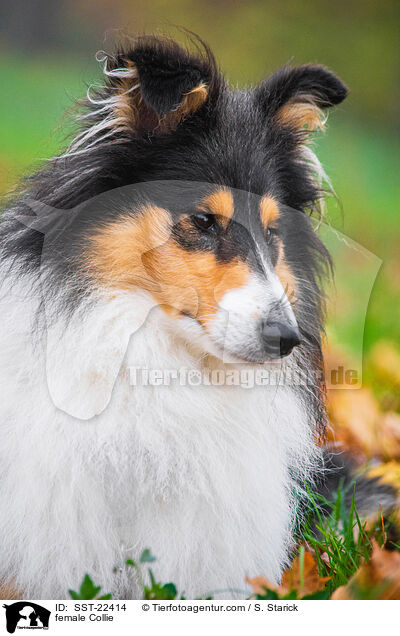 female Collie / SST-22414