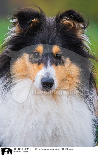 female Collie / SST-22415