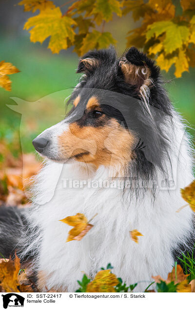 female Collie / SST-22417