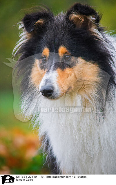 female Collie / SST-22419