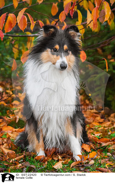 female Collie / SST-22420