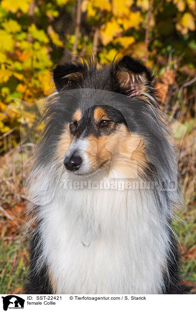 female Collie / SST-22421