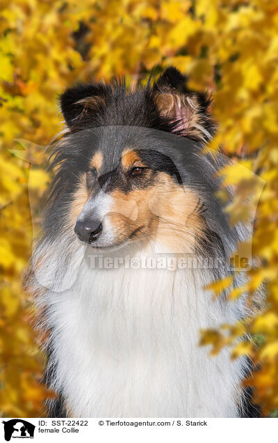 female Collie / SST-22422