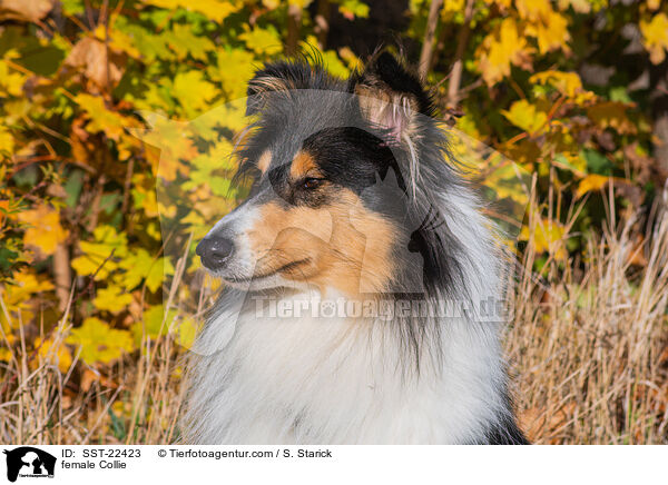 female Collie / SST-22423