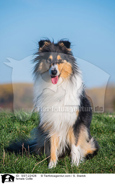 female Collie / SST-22428
