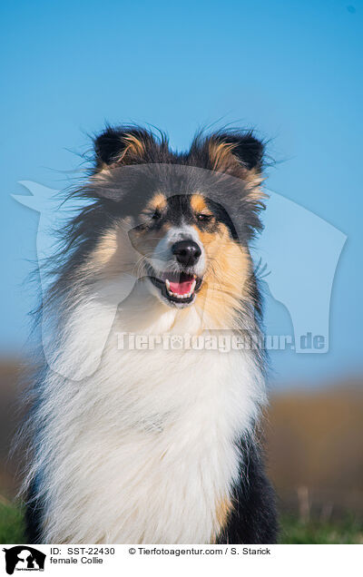 female Collie / SST-22430