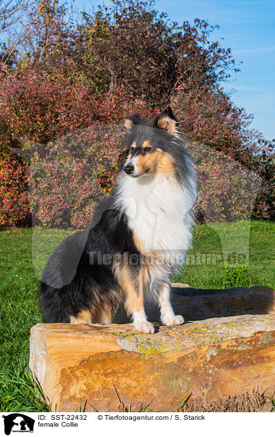 female Collie / SST-22432