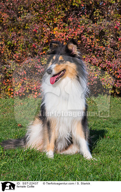 female Collie / SST-22437