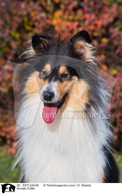 female Collie / SST-22438