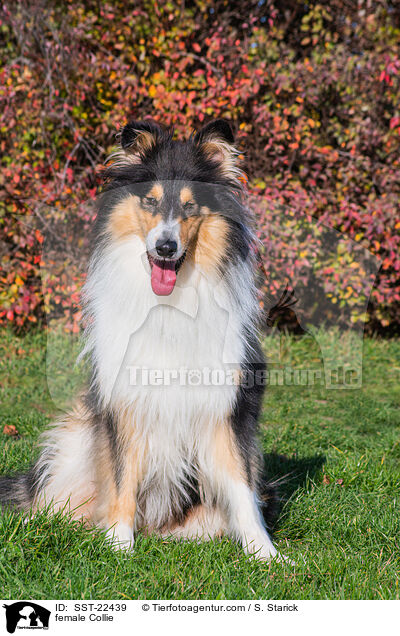 female Collie / SST-22439