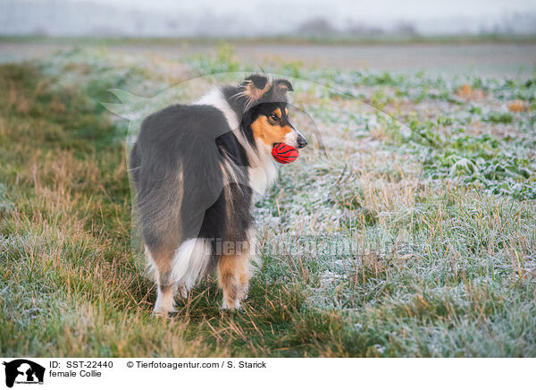female Collie / SST-22440