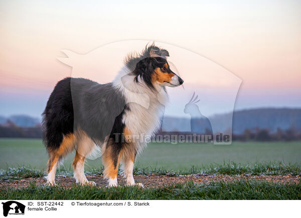 female Collie / SST-22442