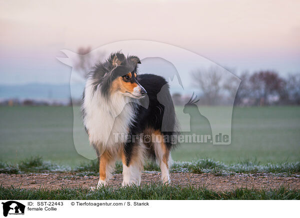 female Collie / SST-22443
