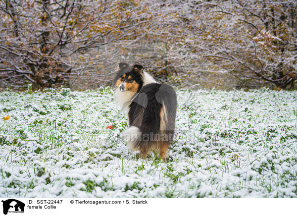 female Collie / SST-22447