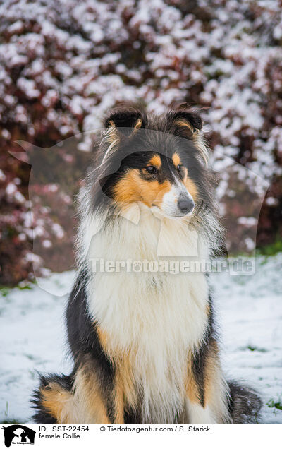 female Collie / SST-22454