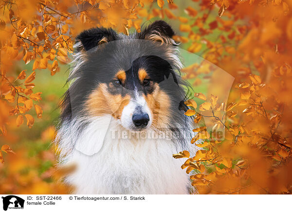 female Collie / SST-22466