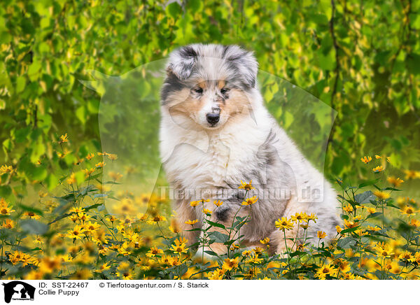Collie Puppy / SST-22467