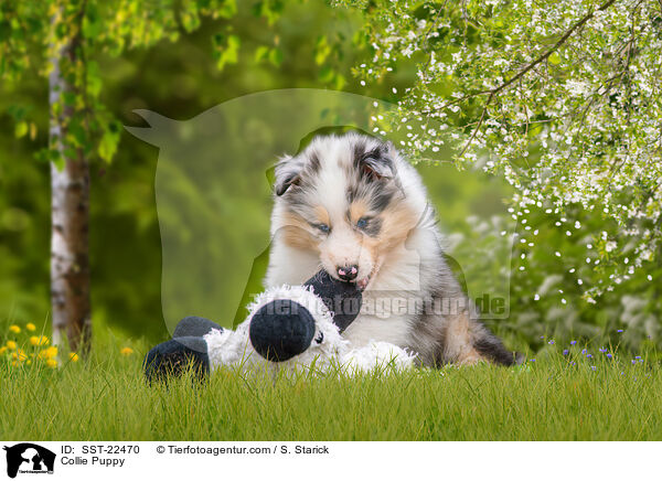 Collie Puppy / SST-22470