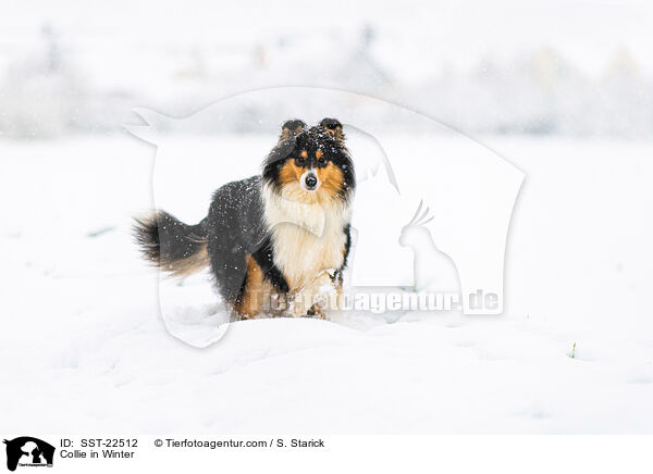 Collie in Winter / SST-22512