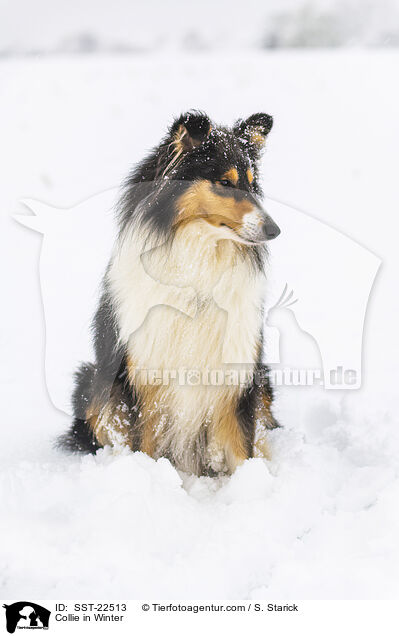Collie in Winter / SST-22513