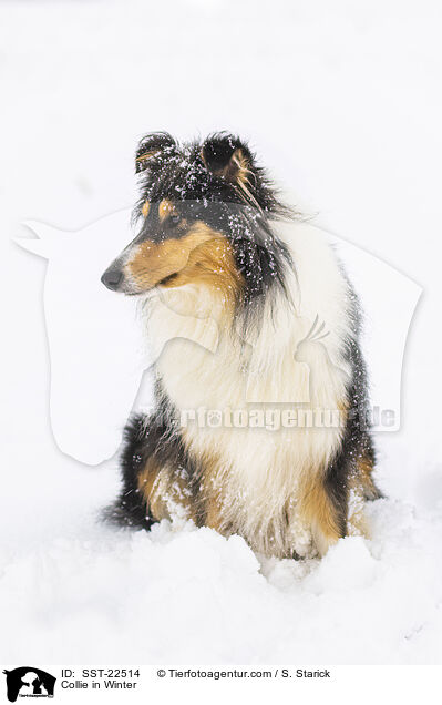 Collie in Winter / SST-22514