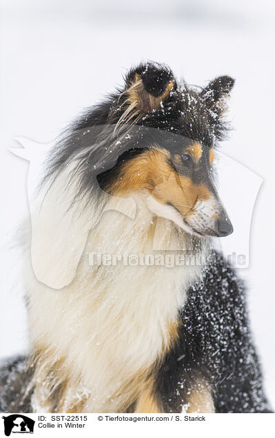 Collie in Winter / SST-22515