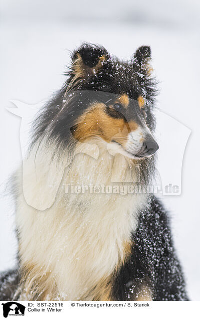 Collie in Winter / SST-22516