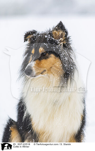 Collie in Winter / SST-22518