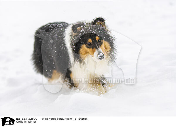 Collie in Winter / SST-22520