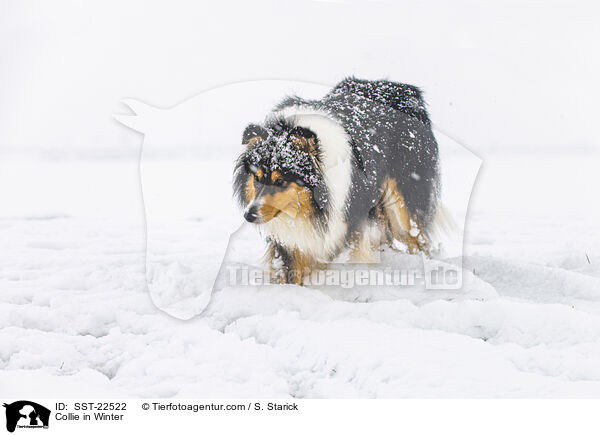 Collie in Winter / SST-22522