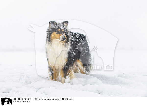 Collie in Winter / SST-22523