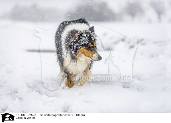 Collie in Winter / SST-22525
