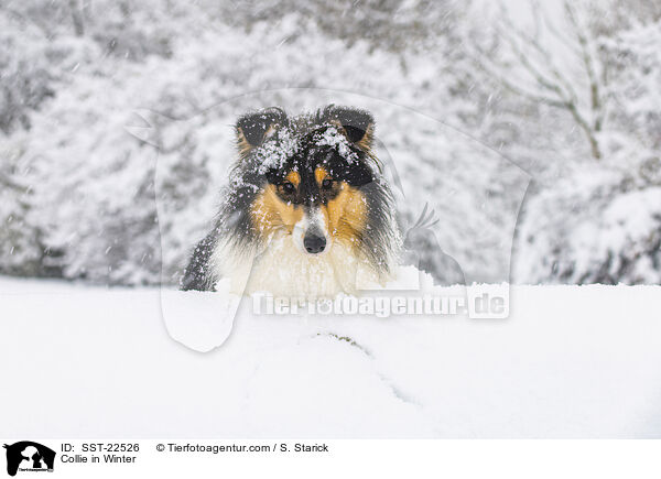 Collie in Winter / SST-22526