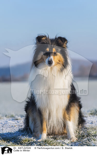 Collie in Winter / SST-22528