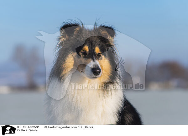 Collie in Winter / SST-22531